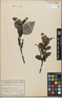 Foto von Salix glabra Scop.